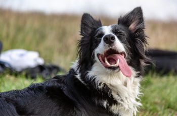 O que pode ser quando o cachorro está com a língua de fora?