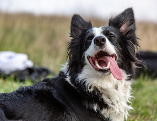 O que pode ser quando o cachorro está com a língua de fora?