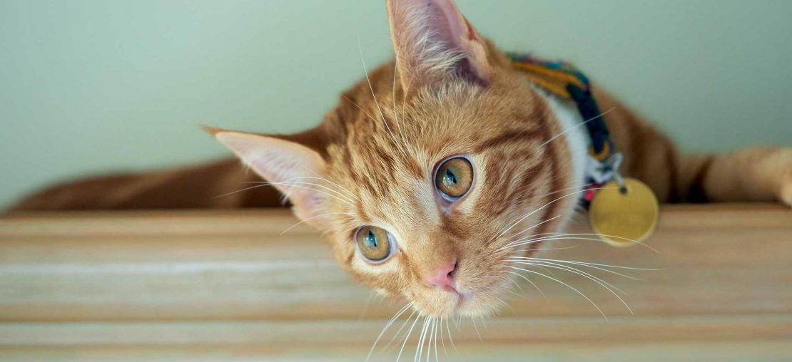coleira para gatos