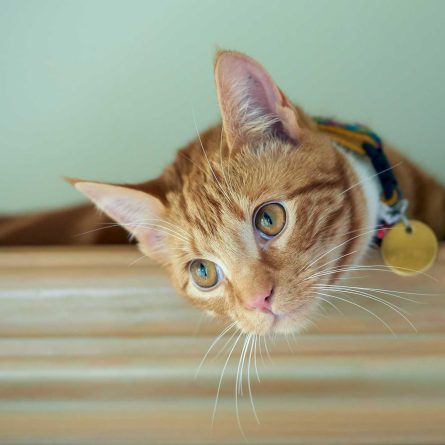 coleira para gatos