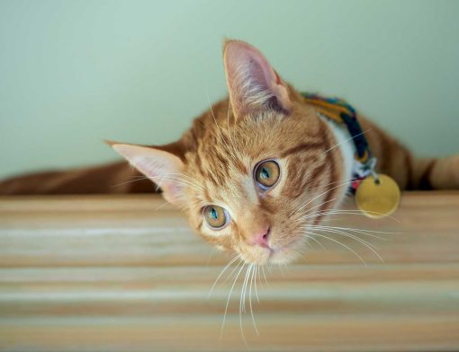 coleira para gatos