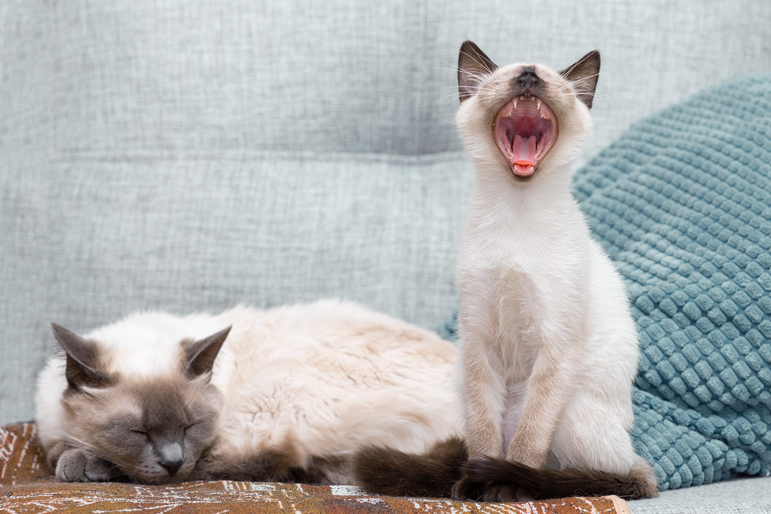 O que fazer pro gato parar de miar de madrugada? 6 soluções práticas ...