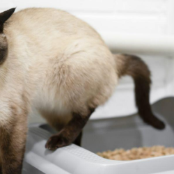 Qual o melhor remédio para infecção urinária em gatos? - Blog Polipet