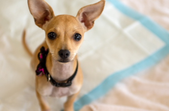 como ensinar o cachorro a fazer xixi no lugar certo