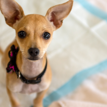 como ensinar o cachorro a fazer xixi no lugar certo