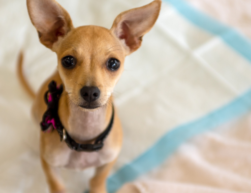 como ensinar o cachorro a fazer xixi no lugar certo