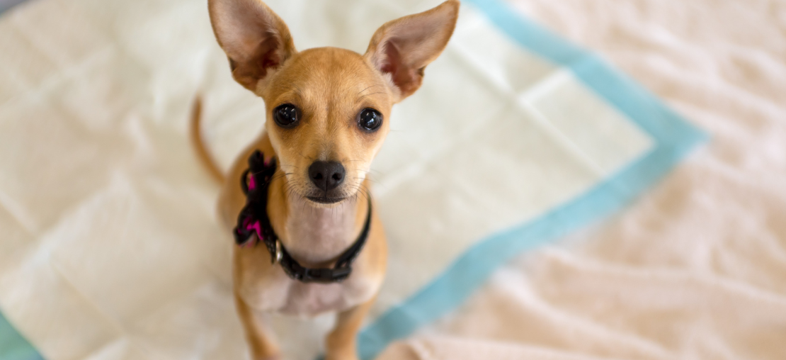 como ensinar o cachorro a fazer xixi no lugar certo