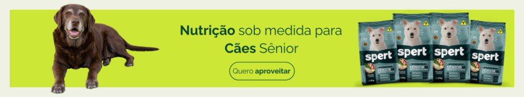 Cães sênior: cuidados essenciais para uma vida saudável e confortável.
