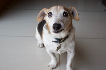 Cães sênior cuidados essenciais para uma vida saudável e confortável