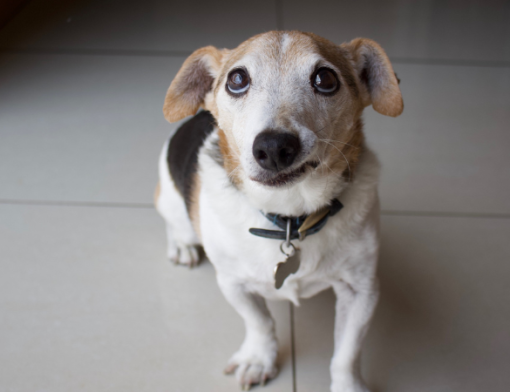 Cães sênior cuidados essenciais para uma vida saudável e confortável
