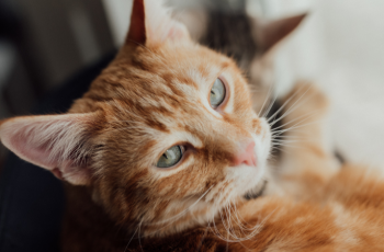Gato castrado cuidados essenciais após a cirurgia e no dia a dia