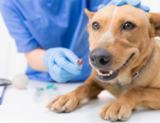 # Meu cachorro pode passear antes de completar a vacinação? !Meu cachorro pode passear antes de completar a vacinação.png A resposta curta é: na maioria dos casos, não é recomendado. Antes de completar o protocolo vacinal, o filhote ainda pode estar vulnerável a doenças infecciosas que circulam em ambientes públicos, como praças, parques e calçadas. Por isso, o mais seguro é aguardar a orientação do médico-veterinário antes de iniciar os passeios na rua. Isso não significa, porém, que o cachorro deva ficar completamente isolado até receber a última dose da vacina. O período entre a chegada do filhote em casa e a conclusão da imunização também é importante para o desenvolvimento comportamental e emocional. Com alguns cuidados, é possível estimular a socialização de forma segura, reduzindo os riscos à saúde do animal. ### Por que os passeios precisam esperar? Nos primeiros meses de vida, o sistema imunológico do filhote ainda está em formação. Embora ele receba anticorpos da mãe logo após o nascimento, essa proteção diminui gradualmente. Ao mesmo tempo, o organismo ainda está desenvolvendo uma resposta imunológica completa às **vacinas**, motivo pelo qual o protocolo costuma ser composto por várias doses aplicadas em intervalos específicos. Durante esse período, o contato com locais frequentados por outros animais pode aumentar o risco de exposição a vírus, bactérias e parasitas. Doenças como parvovirose e cinomose, por exemplo, podem ser transmitidas de forma indireta, inclusive por superfícies contaminadas. Como os protocolos vacinais variam conforme a idade, histórico do animal, região e avaliação do médico-veterinário, o momento ideal para liberar os passeios deve sempre ser definido por esse profissional. ### Existe alguma forma segura de apresentar o mundo ao filhote? Sim. A socialização não acontece apenas durante os passeios na rua. Enquanto o protocolo vacinal ainda não foi concluído, o tutor pode proporcionar novas experiências em ambientes controlados e seguros. Passeios no colo, deslocamentos utilizando uma **caixa de transporte** e contato com pessoas de confiança ajudam o filhote a conhecer diferentes sons, cheiros e situações sem aumentar significativamente o risco de contaminação. Além disso, receber visitas de cães saudáveis, vacinados e pertencentes a pessoas conhecidas pode ser uma alternativa interessante quando houver recomendação do médico-veterinário. Dentro de casa, brinquedos interativos, enriquecimento ambiental e pequenas sessões de treinamento também estimulam o desenvolvimento físico e mental do cachorro. Utilizar **petiscos** como recompensa durante essas atividades torna o aprendizado mais positivo e fortalece o vínculo entre tutor e animal. ### FAQ – Perguntas frequentes **Meu cachorro pode passear no colo antes de completar a vacinação?** Em muitos casos, sim. Essa pode ser uma forma segura de apresentar novos estímulos ao filhote sem permitir contato direto com o solo. Ainda assim, a recomendação deve partir do médico-veterinário. **Quando o cachorro pode começar a passear normalmente?** Geralmente, os passeios são liberados após a conclusão do protocolo vacinal inicial e do período necessário para que o organismo desenvolva uma resposta imunológica adequada. Esse prazo pode variar conforme o protocolo adotado. **Posso levar meu filhote ao pet shop?** Depende. Antes da imunização completa, o ideal é evitar ambientes com grande circulação de animais, salvo quando houver necessidade e orientação do médico-veterinário. **Meu quintal oferece risco para o filhote?** Se o ambiente for fechado, limpo e sem acesso de animais desconhecidos, o risco costuma ser menor. Ainda assim, a avaliação deve considerar as características de cada residência. **Se meu cachorro parece saudável, posso antecipar os passeios?** Não. A ausência de sintomas não significa que ele já esteja protegido contra doenças infecciosas. Respeitar o calendário de **vacinas** continua sendo a forma mais segura de reduzir os riscos durante essa fase. ### Quais são os riscos de passear antes da imunização completa? Antecipar os passeios pode expor o filhote a doenças que ainda representam uma ameaça importante durante os primeiros meses de vida. Além do contato direto com outros cães, o risco também está presente em ambientes onde animais infectados circularam anteriormente, já que alguns agentes infecciosos conseguem permanecer no solo e em superfícies por determinado período. Outro ponto que merece atenção é que nem todo cachorro transmite sinais visíveis de doença. Um animal aparentemente saudável pode estar eliminando vírus ou bactérias sem apresentar sintomas, aumentando o risco para filhotes que ainda não desenvolveram proteção suficiente. Por isso, o ideal é evitar locais públicos até que o médico-veterinário confirme que o protocolo vacinal foi concluído e que o cachorro já pode iniciar essa nova etapa com mais segurança. ### Existem situações em que o veterinário pode fazer recomendações diferentes? Sim. Embora exista uma orientação geral para aguardar o término da vacinação, cada cachorro possui necessidades específicas. O profissional pode considerar fatores como a idade, o histórico de saúde, o ambiente em que o animal vive, a prevalência de determinadas doenças na região e o protocolo vacinal adotado. Além disso, cães que vivem em apartamentos, casas com quintal privativo ou locais com baixa circulação de animais podem receber orientações diferentes daqueles que vivem em ambientes com maior risco de exposição. Por isso, comparar o desenvolvimento do seu cachorro com o de outros pets nem sempre é a melhor decisão. As **consultas veterinárias** periódicas permitem acompanhar a evolução da imunização e esclarecer dúvidas sobre o momento mais adequado para iniciar os passeios, a socialização e outras atividades da rotina. ### A prevenção vai além da vacinação Embora a vacinação seja um dos pilares da saúde preventiva, ela faz parte de um conjunto de cuidados que acompanham o cachorro durante toda a vida. Manter a proteção contra parasitas, oferecer alimentação adequada e realizar avaliações veterinárias regulares também contribuem para o desenvolvimento saudável do animal. Nesse período, vale conversar com o médico-veterinário sobre o uso de vermífugos, antipulgas e carrapaticidas, sempre respeitando a idade e as necessidades do filhote. Dependendo da avaliação clínica, o profissional também poderá recomendar suplementos, probióticos ou indicar a ração mais adequada para cada fase do crescimento. Ao adotar uma rotina preventiva completa, o tutor reduz diversos fatores de risco e cria uma base importante para que o cachorro tenha uma vida mais saudável desde os primeiros meses. ### Socialização segura faz toda a diferença Esperar o momento certo para passear não significa abrir mão da socialização. Pelo contrário, esse período pode ser aproveitado para apresentar novos estímulos de maneira controlada, fortalecendo a confiança do filhote e preparando-o para interagir com o ambiente quando estiver devidamente protegido. Brincadeiras em casa, contato com pessoas, sons, objetos e diferentes superfícies ajudam o cachorro a desenvolver habilidades importantes sem comprometer sua segurança. Quando chegar a hora dos primeiros passeios, essa preparação tornará a adaptação muito mais tranquila. ### O melhor passeio é aquele feito no momento certo A vontade de apresentar o mundo ao novo integrante da família é natural, mas respeitar o tempo da vacinação é uma demonstração de cuidado. Cada dose aplicada contribui para fortalecer a proteção do organismo e reduzir os riscos de doenças que podem comprometer o desenvolvimento do filhote. Antes de iniciar os passeios, converse com o médico-veterinário e aproveite esse acompanhamento para manter todos os cuidados preventivos em dia. Além das vacinas, vale revisar o uso de vermífugos, antipulgas, carrapaticidas e outros produtos recomendados para essa fase da vida. Dessa forma, seu cachorro estará mais preparado para explorar o mundo com saúde, segurança e qualidade de vida. ### O que vale lembrar - O ideal é aguardar a conclusão do protocolo de **vacinas** antes de passear em locais públicos. - Passeios no colo e experiências controladas podem ajudar na socialização do filhote durante esse período. - O risco não está apenas no contato com outros cães, mas também em ambientes contaminados. - A vacinação deve ser acompanhada por outros cuidados preventivos, como **vermífugos**, **antipulgas** e **carrapaticidas**. - O momento certo para iniciar os passeios deve ser definido pelo médico-veterinário, considerando as características e o histórico de cada cachorro.