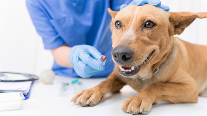 # Meu cachorro pode passear antes de completar a vacinação? !Meu cachorro pode passear antes de completar a vacinação.png A resposta curta é: na maioria dos casos, não é recomendado. Antes de completar o protocolo vacinal, o filhote ainda pode estar vulnerável a doenças infecciosas que circulam em ambientes públicos, como praças, parques e calçadas. Por isso, o mais seguro é aguardar a orientação do médico-veterinário antes de iniciar os passeios na rua. Isso não significa, porém, que o cachorro deva ficar completamente isolado até receber a última dose da vacina. O período entre a chegada do filhote em casa e a conclusão da imunização também é importante para o desenvolvimento comportamental e emocional. Com alguns cuidados, é possível estimular a socialização de forma segura, reduzindo os riscos à saúde do animal. ### Por que os passeios precisam esperar? Nos primeiros meses de vida, o sistema imunológico do filhote ainda está em formação. Embora ele receba anticorpos da mãe logo após o nascimento, essa proteção diminui gradualmente. Ao mesmo tempo, o organismo ainda está desenvolvendo uma resposta imunológica completa às **vacinas**, motivo pelo qual o protocolo costuma ser composto por várias doses aplicadas em intervalos específicos. Durante esse período, o contato com locais frequentados por outros animais pode aumentar o risco de exposição a vírus, bactérias e parasitas. Doenças como parvovirose e cinomose, por exemplo, podem ser transmitidas de forma indireta, inclusive por superfícies contaminadas. Como os protocolos vacinais variam conforme a idade, histórico do animal, região e avaliação do médico-veterinário, o momento ideal para liberar os passeios deve sempre ser definido por esse profissional. ### Existe alguma forma segura de apresentar o mundo ao filhote? Sim. A socialização não acontece apenas durante os passeios na rua. Enquanto o protocolo vacinal ainda não foi concluído, o tutor pode proporcionar novas experiências em ambientes controlados e seguros. Passeios no colo, deslocamentos utilizando uma **caixa de transporte** e contato com pessoas de confiança ajudam o filhote a conhecer diferentes sons, cheiros e situações sem aumentar significativamente o risco de contaminação. Além disso, receber visitas de cães saudáveis, vacinados e pertencentes a pessoas conhecidas pode ser uma alternativa interessante quando houver recomendação do médico-veterinário. Dentro de casa, brinquedos interativos, enriquecimento ambiental e pequenas sessões de treinamento também estimulam o desenvolvimento físico e mental do cachorro. Utilizar **petiscos** como recompensa durante essas atividades torna o aprendizado mais positivo e fortalece o vínculo entre tutor e animal. ### FAQ – Perguntas frequentes **Meu cachorro pode passear no colo antes de completar a vacinação?** Em muitos casos, sim. Essa pode ser uma forma segura de apresentar novos estímulos ao filhote sem permitir contato direto com o solo. Ainda assim, a recomendação deve partir do médico-veterinário. **Quando o cachorro pode começar a passear normalmente?** Geralmente, os passeios são liberados após a conclusão do protocolo vacinal inicial e do período necessário para que o organismo desenvolva uma resposta imunológica adequada. Esse prazo pode variar conforme o protocolo adotado. **Posso levar meu filhote ao pet shop?** Depende. Antes da imunização completa, o ideal é evitar ambientes com grande circulação de animais, salvo quando houver necessidade e orientação do médico-veterinário. **Meu quintal oferece risco para o filhote?** Se o ambiente for fechado, limpo e sem acesso de animais desconhecidos, o risco costuma ser menor. Ainda assim, a avaliação deve considerar as características de cada residência. **Se meu cachorro parece saudável, posso antecipar os passeios?** Não. A ausência de sintomas não significa que ele já esteja protegido contra doenças infecciosas. Respeitar o calendário de **vacinas** continua sendo a forma mais segura de reduzir os riscos durante essa fase. ### Quais são os riscos de passear antes da imunização completa? Antecipar os passeios pode expor o filhote a doenças que ainda representam uma ameaça importante durante os primeiros meses de vida. Além do contato direto com outros cães, o risco também está presente em ambientes onde animais infectados circularam anteriormente, já que alguns agentes infecciosos conseguem permanecer no solo e em superfícies por determinado período. Outro ponto que merece atenção é que nem todo cachorro transmite sinais visíveis de doença. Um animal aparentemente saudável pode estar eliminando vírus ou bactérias sem apresentar sintomas, aumentando o risco para filhotes que ainda não desenvolveram proteção suficiente. Por isso, o ideal é evitar locais públicos até que o médico-veterinário confirme que o protocolo vacinal foi concluído e que o cachorro já pode iniciar essa nova etapa com mais segurança. ### Existem situações em que o veterinário pode fazer recomendações diferentes? Sim. Embora exista uma orientação geral para aguardar o término da vacinação, cada cachorro possui necessidades específicas. O profissional pode considerar fatores como a idade, o histórico de saúde, o ambiente em que o animal vive, a prevalência de determinadas doenças na região e o protocolo vacinal adotado. Além disso, cães que vivem em apartamentos, casas com quintal privativo ou locais com baixa circulação de animais podem receber orientações diferentes daqueles que vivem em ambientes com maior risco de exposição. Por isso, comparar o desenvolvimento do seu cachorro com o de outros pets nem sempre é a melhor decisão. As **consultas veterinárias** periódicas permitem acompanhar a evolução da imunização e esclarecer dúvidas sobre o momento mais adequado para iniciar os passeios, a socialização e outras atividades da rotina. ### A prevenção vai além da vacinação Embora a vacinação seja um dos pilares da saúde preventiva, ela faz parte de um conjunto de cuidados que acompanham o cachorro durante toda a vida. Manter a proteção contra parasitas, oferecer alimentação adequada e realizar avaliações veterinárias regulares também contribuem para o desenvolvimento saudável do animal. Nesse período, vale conversar com o médico-veterinário sobre o uso de vermífugos, antipulgas e carrapaticidas, sempre respeitando a idade e as necessidades do filhote. Dependendo da avaliação clínica, o profissional também poderá recomendar suplementos, probióticos ou indicar a ração mais adequada para cada fase do crescimento. Ao adotar uma rotina preventiva completa, o tutor reduz diversos fatores de risco e cria uma base importante para que o cachorro tenha uma vida mais saudável desde os primeiros meses. ### Socialização segura faz toda a diferença Esperar o momento certo para passear não significa abrir mão da socialização. Pelo contrário, esse período pode ser aproveitado para apresentar novos estímulos de maneira controlada, fortalecendo a confiança do filhote e preparando-o para interagir com o ambiente quando estiver devidamente protegido. Brincadeiras em casa, contato com pessoas, sons, objetos e diferentes superfícies ajudam o cachorro a desenvolver habilidades importantes sem comprometer sua segurança. Quando chegar a hora dos primeiros passeios, essa preparação tornará a adaptação muito mais tranquila. ### O melhor passeio é aquele feito no momento certo A vontade de apresentar o mundo ao novo integrante da família é natural, mas respeitar o tempo da vacinação é uma demonstração de cuidado. Cada dose aplicada contribui para fortalecer a proteção do organismo e reduzir os riscos de doenças que podem comprometer o desenvolvimento do filhote. Antes de iniciar os passeios, converse com o médico-veterinário e aproveite esse acompanhamento para manter todos os cuidados preventivos em dia. Além das vacinas, vale revisar o uso de vermífugos, antipulgas, carrapaticidas e outros produtos recomendados para essa fase da vida. Dessa forma, seu cachorro estará mais preparado para explorar o mundo com saúde, segurança e qualidade de vida. ### O que vale lembrar - O ideal é aguardar a conclusão do protocolo de **vacinas** antes de passear em locais públicos. - Passeios no colo e experiências controladas podem ajudar na socialização do filhote durante esse período. - O risco não está apenas no contato com outros cães, mas também em ambientes contaminados. - A vacinação deve ser acompanhada por outros cuidados preventivos, como **vermífugos**, **antipulgas** e **carrapaticidas**. - O momento certo para iniciar os passeios deve ser definido pelo médico-veterinário, considerando as características e o histórico de cada cachorro.