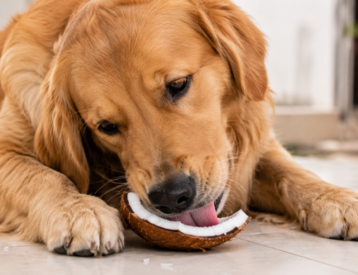 Coco na alimentação canina: quais são os possíveis benefícios e cuidados?