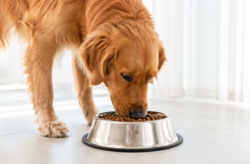 Digestibilidade dos alimentos: por que ela importa para a nutrição do pet?