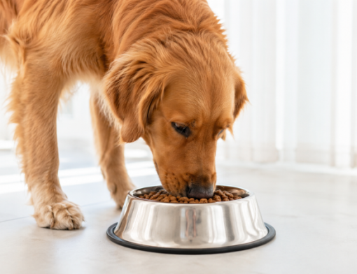 Digestibilidade dos alimentos: por que ela importa para a nutrição do pet?