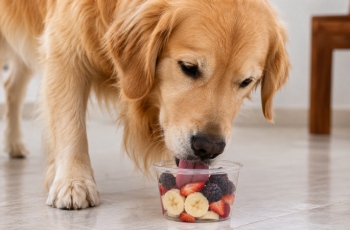 Frutas e cereais para cães: benefícios, limites e opções seguras