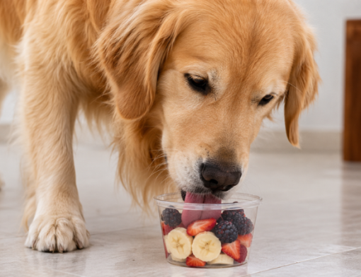 Frutas e cereais para cães: benefícios, limites e opções seguras