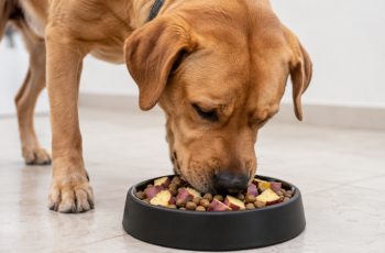 Batata-doce na alimentação de cães e gatos: quando ela pode ser oferecida?