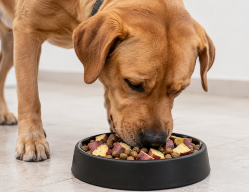 Batata-doce na alimentação de cães e gatos: quando ela pode ser oferecida?